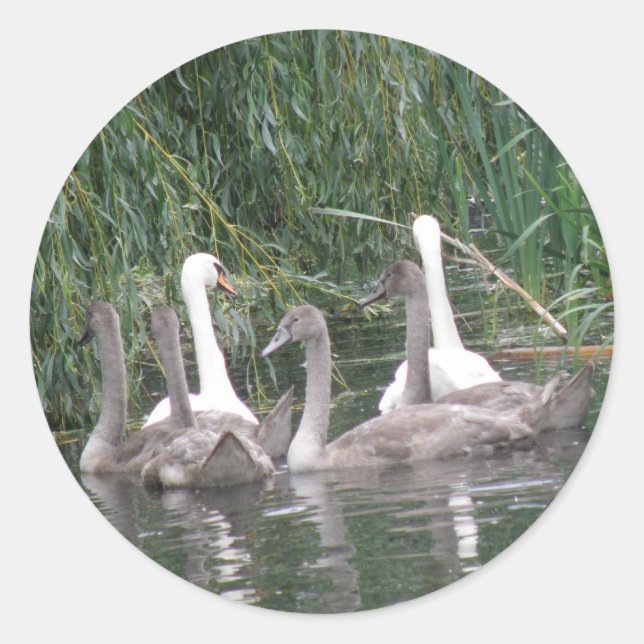 Stickers Cygnes et Cygnets (Devant)