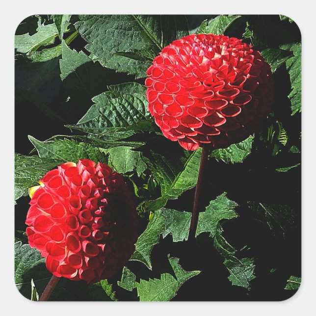 Stickers Dahlia Irish Glow #1-2 (Devant)