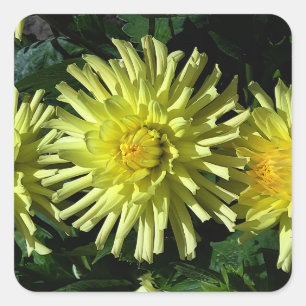 Stickers Dahlia Lakeview Llow #1-2