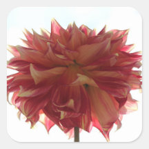 stickers dahlia rouge, orange et jaune