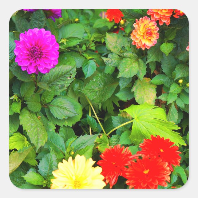 Stickers Dahlias #1-1 (Devant)