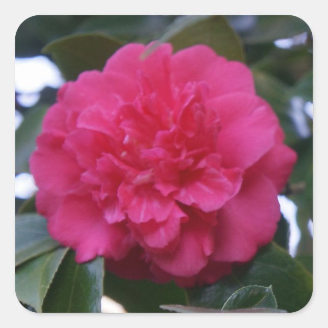 Stickers Daikagura Camellia Rouge (Devant)