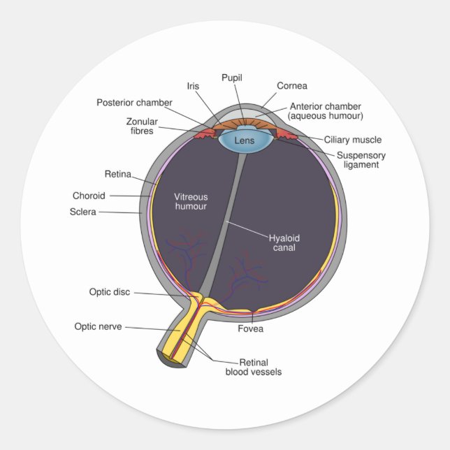 Stickers d'anatomie des yeux (Devant)