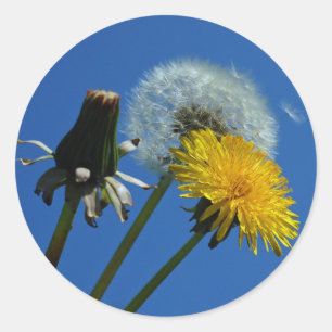 stickers Dandelion