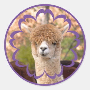 Stickers d'anniversaire Alpaca coloré