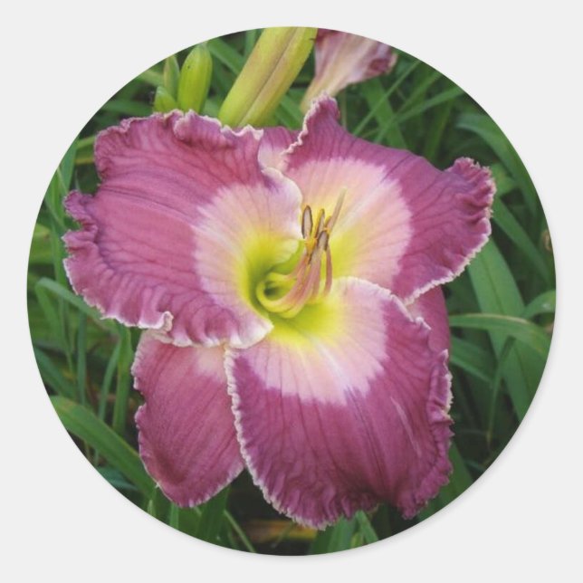 stickers Dark Pink Daylilly 1 1/2 pouces (20) (Devant)