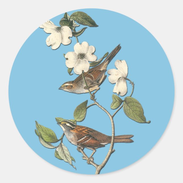 Stickers d'art Audubon White Throoche Oiseau (Devant)