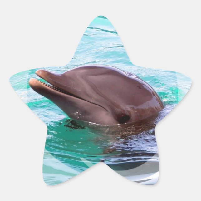 Stickers Dauphin Design (Devant)