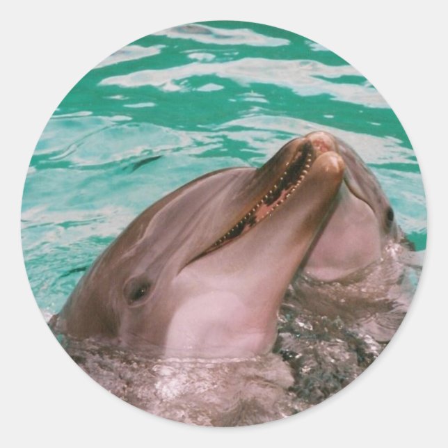 Stickers Dauphins (Devant)