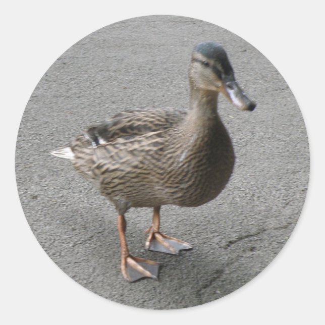 Stickers de canard en patte drôle (Devant)