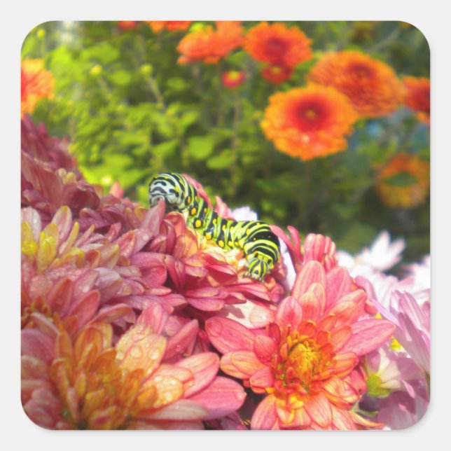 Stickers de canneberge (Devant)