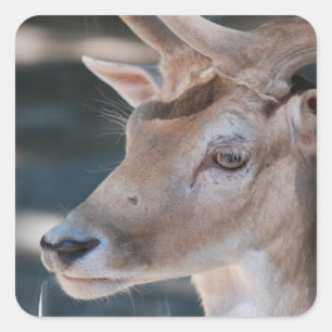 Stickers de cerfs en jachère