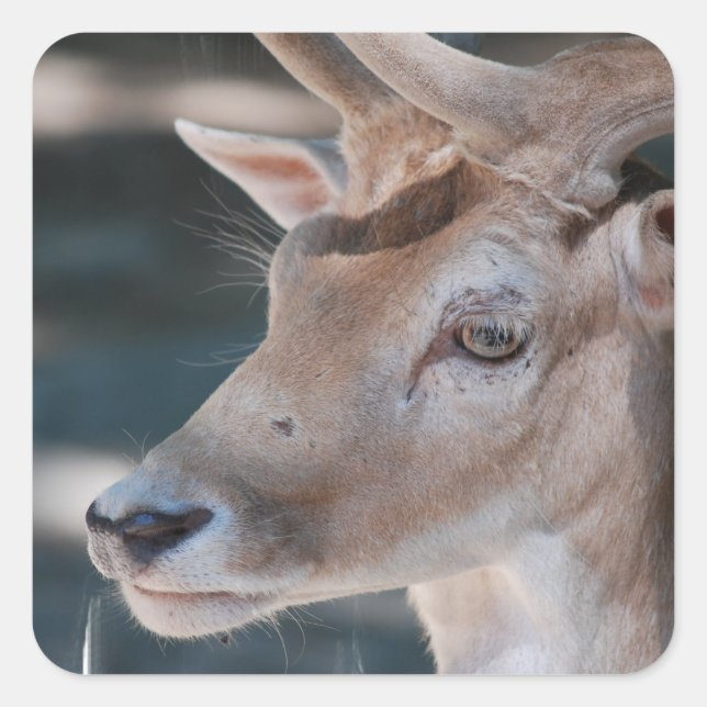 Stickers de cerfs en jachère (Devant)