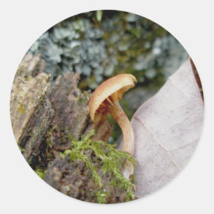Stickers de champignons de novembre minuscule