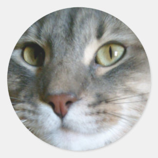 Stickers de chat