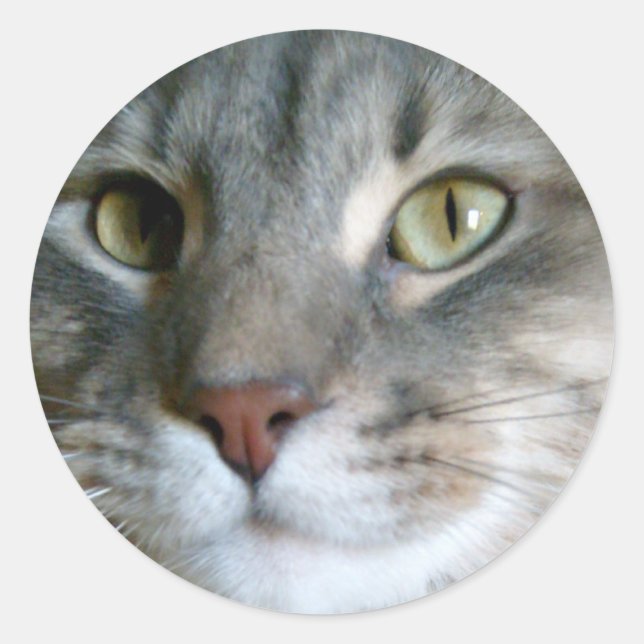 Stickers de chat (Devant)