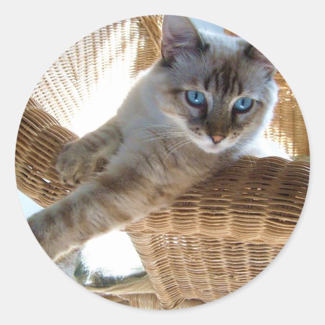 stickers de chats siamois mignons (Devant)