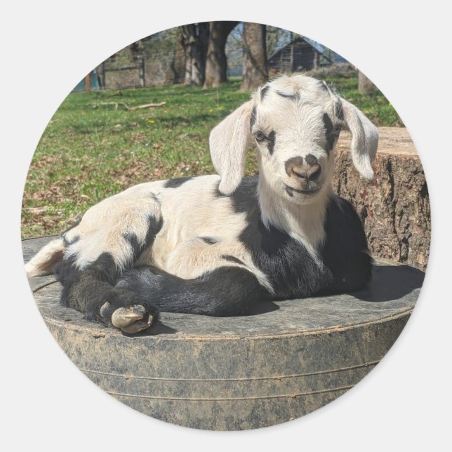 Stickers de chèvre série 6 (Devant)