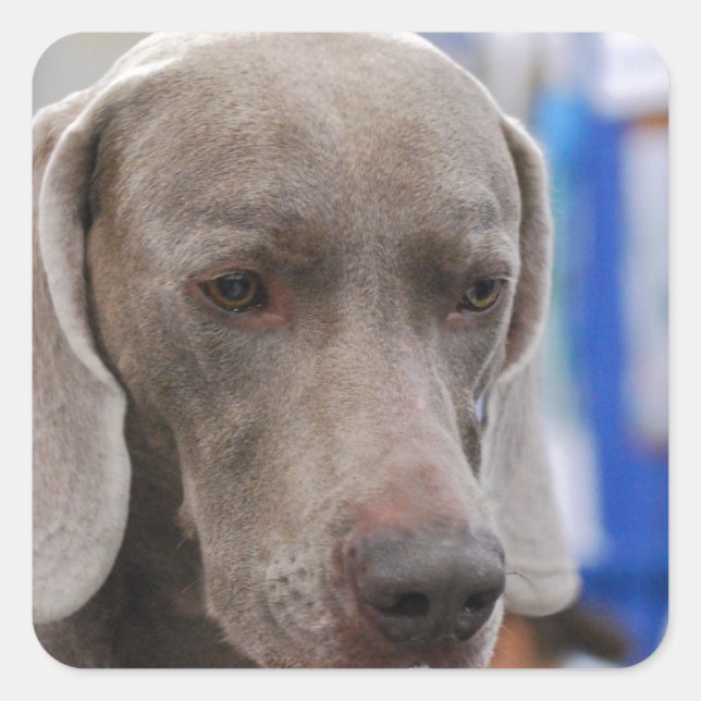 Stickers de chien doux Weimaraner (Devant)
