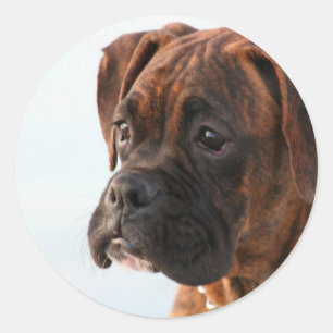 stickers de chiot de boxer Brindle
