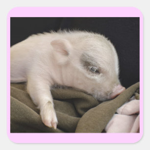 Stickers de cochon couchant