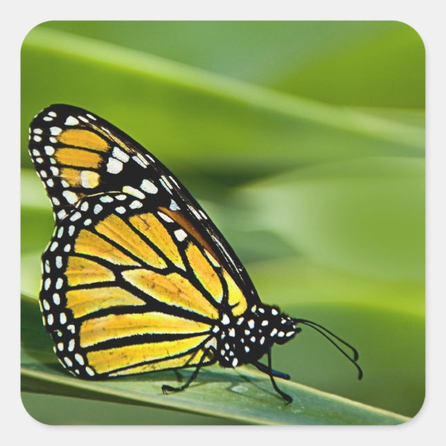 Stickers de design papillon Monarque (Devant)