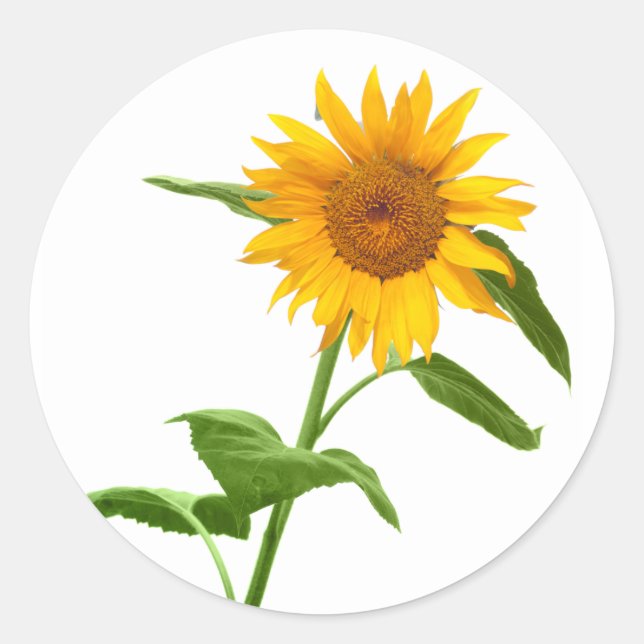 Stickers de fleurs de tournesol jaune (Devant)