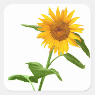 Stickers de fleurs de tournesol jaune
