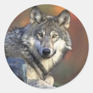 Stickers de loup gris