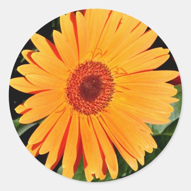 stickers de marguerite orange gerbera (Devant)