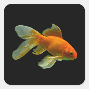 Stickers de poisson d'or fantaisie