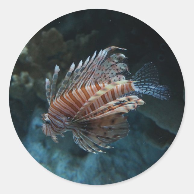 Stickers de poisson rouge (Devant)