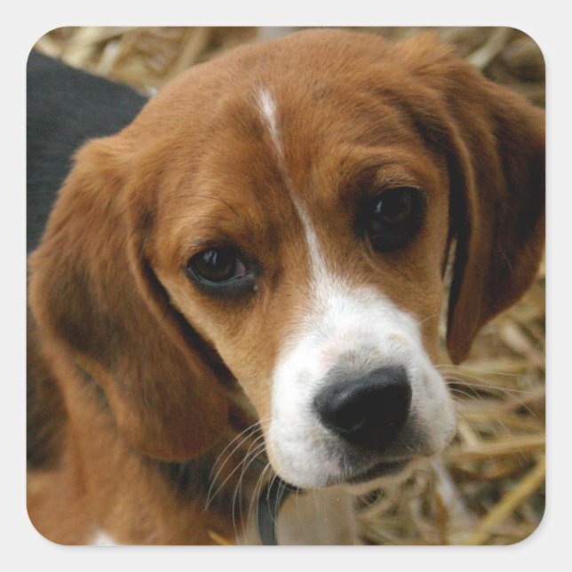 Stickers de voeux de Chien Chien Chien Beagle mign (Devant)