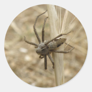 Stickers déplaisant Crawly Spider