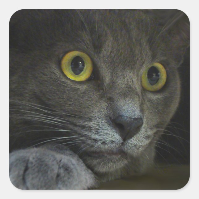 Stickers d'intensité (Devant)