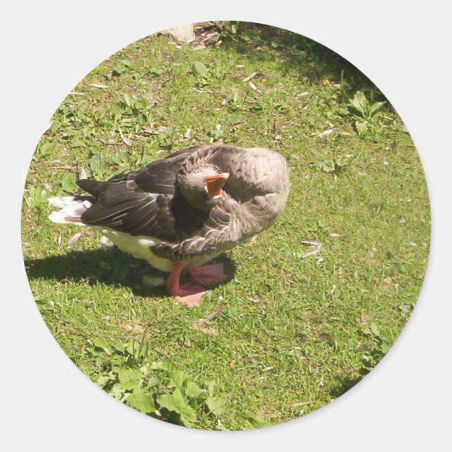 Stickers d'oie en colère (Devant)