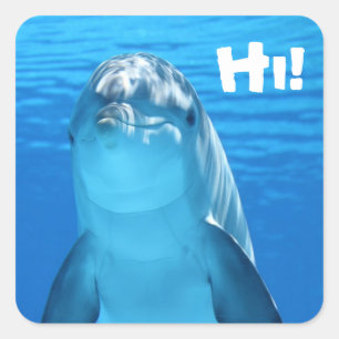Stickers Dolphin conviviaux
