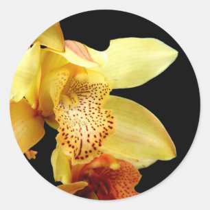 Stickers d'orchidée jaune pâle
