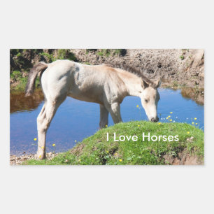 Stickers Dun poulain cheval