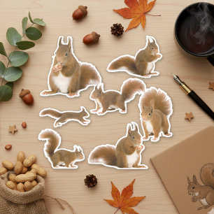 Stickers écureuil