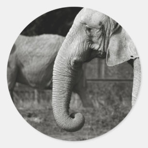 Stickers Eléphants Asiatiques