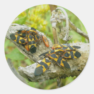 Stickers Famille de bogues de l'algue no 1