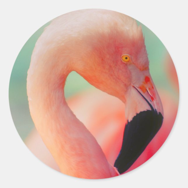 Stickers Flamant rose rose exotique (Devant)