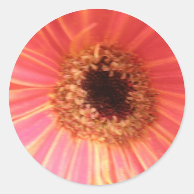 Stickers Fleur Gerbera Daisy (Devant)