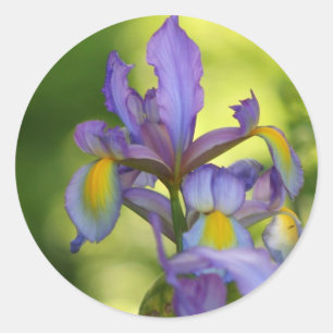 Stickers fleur Iris