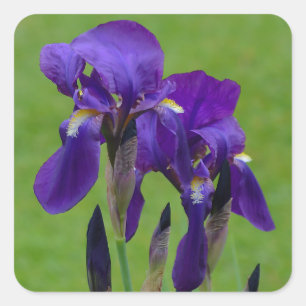 Stickers Fleur Iris Violet