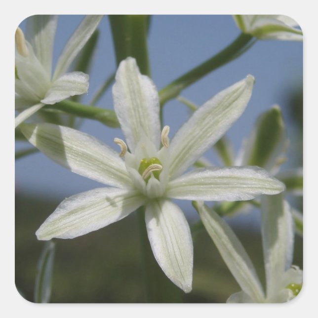 Stickers Fleurs Blanches (Devant)