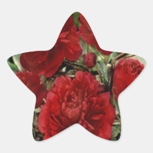 Stickers Fleurs de Carnation Rouge