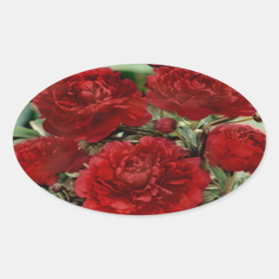 Stickers Fleurs de Carnation Rouge