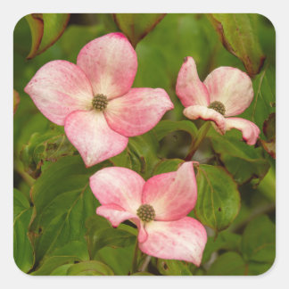 Stickers Fleurs de Dogwood